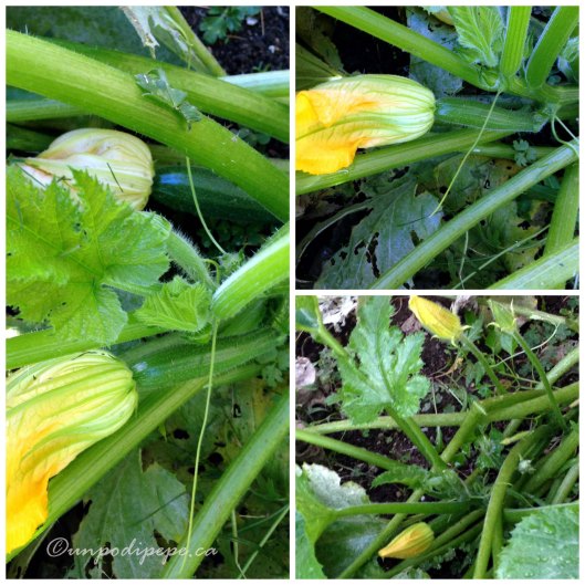 Fiori di zucca maschile e femminile-male flowers grow off of long thin stems and female flowers grow off the end of future zucchine.