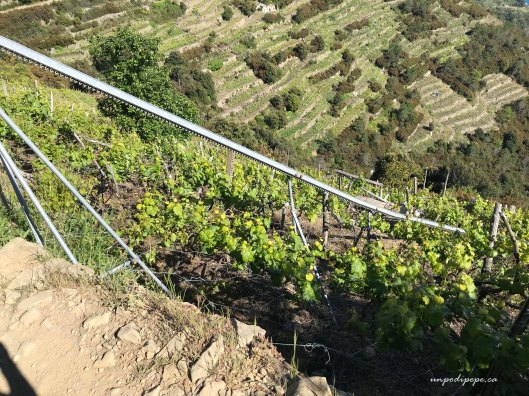 Terrazzamenti a fasce, terraced strips of farmland Volastra Cinque Terre